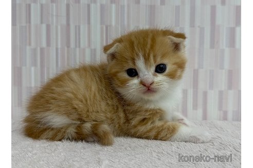 成約済の千葉県のスコティッシュフォールド(折れ耳)-103243の2枚目