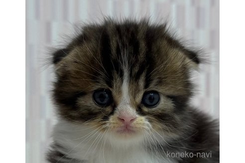 成約済の千葉県のスコティッシュフォールド(折れ耳)-103302の1枚目