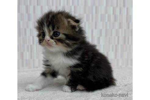 成約済の千葉県のスコティッシュフォールド(折れ耳)-103302の2枚目