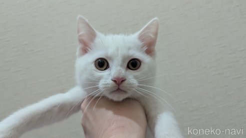成約済の広島県のその他の猫種-97411の40枚目