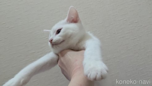 成約済の広島県のその他の猫種-97411の41枚目