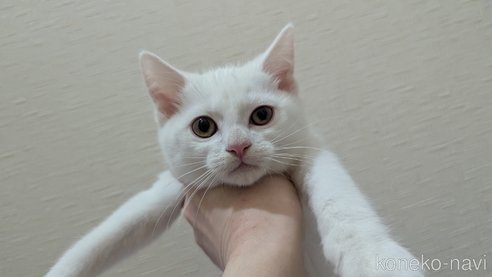 成約済の広島県のその他の猫種-97411の39枚目