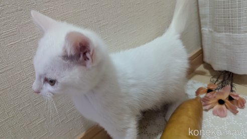 成約済の広島県のその他の猫種-97411の37枚目