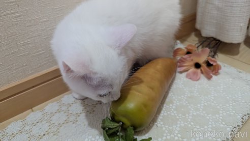 成約済の広島県のその他の猫種-97411の38枚目
