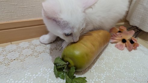 成約済の広島県のその他の猫種-97411の36枚目