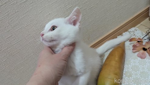 成約済の広島県のその他の猫種-97411の34枚目