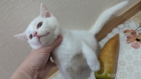 成約済の広島県のその他の猫種-97411の35枚目