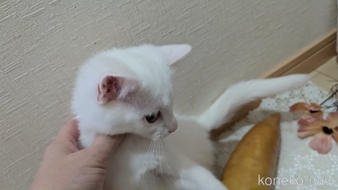 成約済の広島県のその他の猫種-97411の33枚目