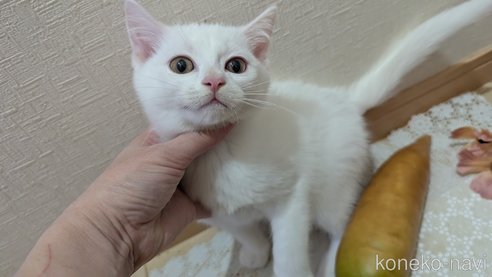 成約済の広島県のその他の猫種-97411の32枚目