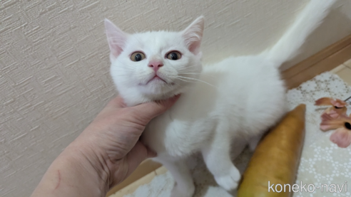 成約済の広島県のその他の猫種-97411の30枚目