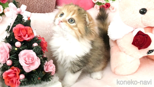 成約済の滋賀県のスコティッシュフォールド(折れ耳)-103547の1枚目