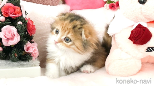成約済の滋賀県のスコティッシュフォールド(折れ耳)-103547の4枚目