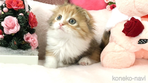 成約済の滋賀県のスコティッシュフォールド(折れ耳)-103547の3枚目