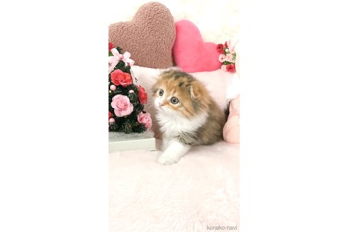 成約済の滋賀県のスコティッシュフォールド(折れ耳)-103547の2枚目