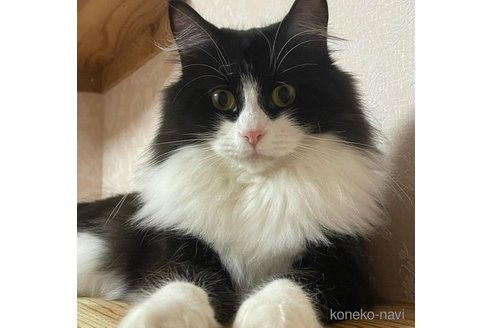 ビヨンセちゃん1枚目