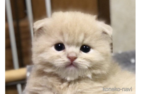 くりりんくん1枚目