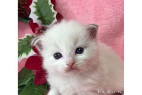 成約済の千葉県のラグドール-103595の2枚目