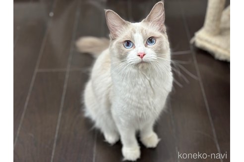 エスカちゃん1枚目
