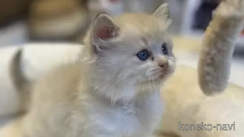 成約済の沖縄県のラグドール-103600の2枚目