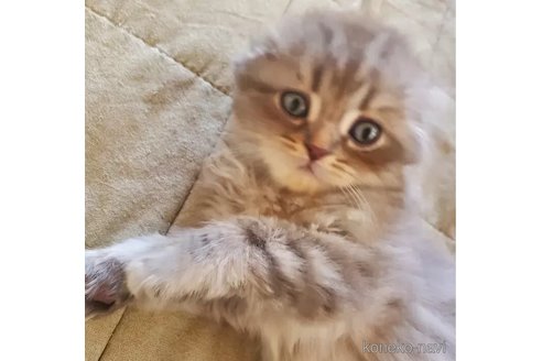 成約済の愛知県のスコティッシュフォールド(折れ耳)-103609の5枚目