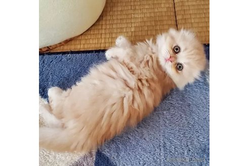 成約済の愛知県のスコティッシュフォールド(折れ耳)-103610の3枚目