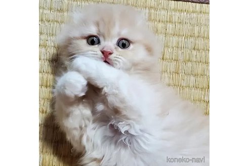 成約済の愛知県のスコティッシュフォールド(折れ耳)-103610の4枚目