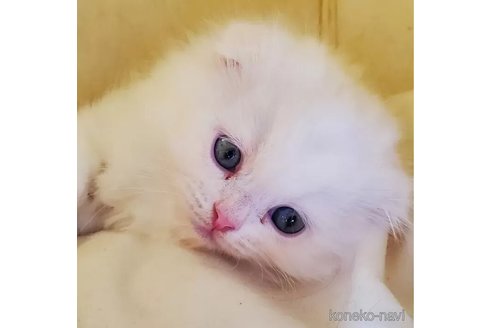 成約済の愛知県のスコティッシュフォールド(折れ耳)-103612の5枚目