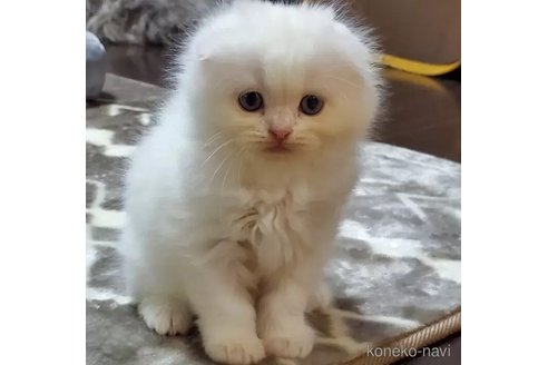 成約済の愛知県のスコティッシュフォールド(折れ耳)-103612の4枚目