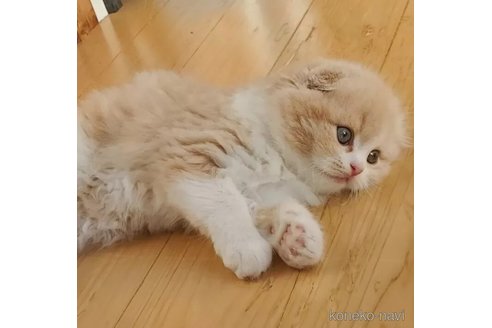 成約済の愛知県のスコティッシュフォールド(折れ耳)-103615の5枚目