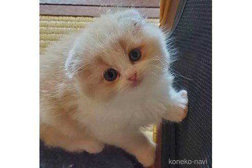 成約済の愛知県のスコティッシュフォールド(折れ耳)-103615の2枚目