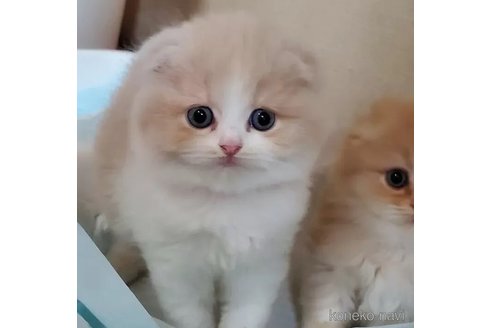 成約済の愛知県のスコティッシュフォールド(折れ耳)-103615の4枚目