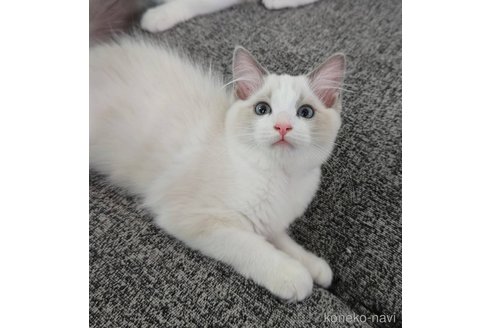 成約済の愛知県のラグドール-103660の1枚目