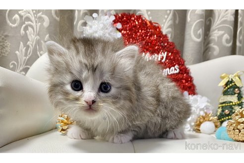 成約済の愛知県のサイベリアン-103662の4枚目