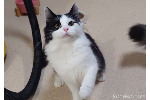 成約済の埼玉県のノルウェージャンフォレストキャット-90008の1枚目