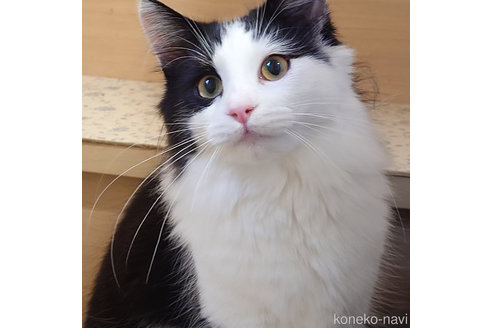 成約済の埼玉県のノルウェージャンフォレストキャット-90008の4枚目