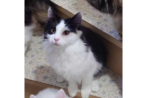 成約済の埼玉県のノルウェージャンフォレストキャット-90008の2枚目
