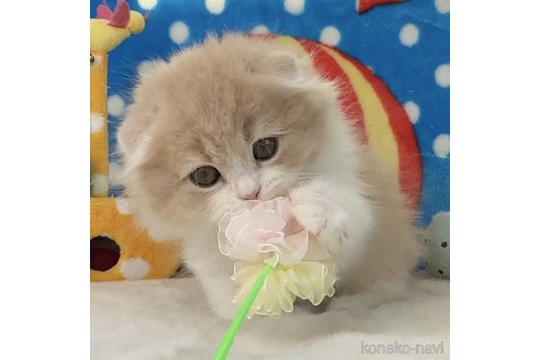 成約済の愛知県のスコティッシュフォールド(折れ耳)-103693の4枚目