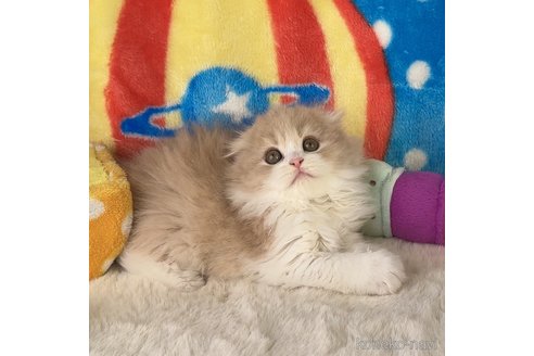 成約済の愛知県のスコティッシュフォールド(折れ耳)-103693の5枚目
