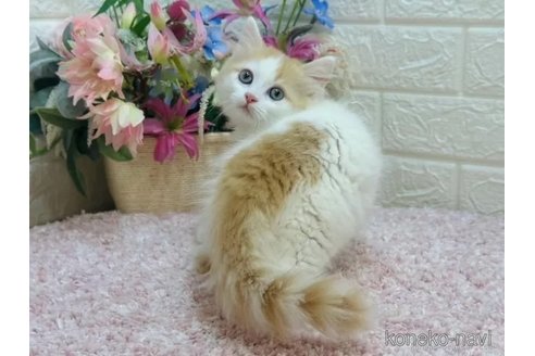 成約済の東京都のラガマフィン-103698の3枚目