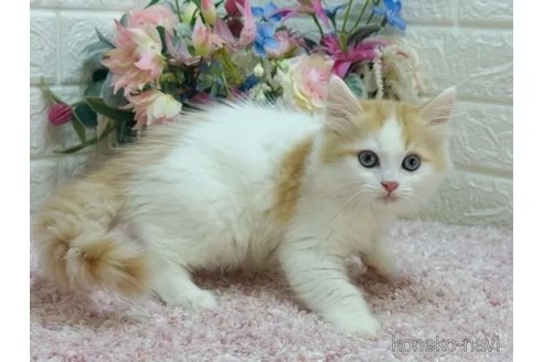 成約済の東京都のラガマフィン-103698の4枚目