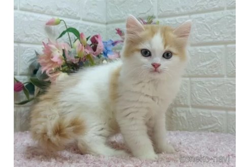 成約済の東京都のラガマフィン-103698の5枚目
