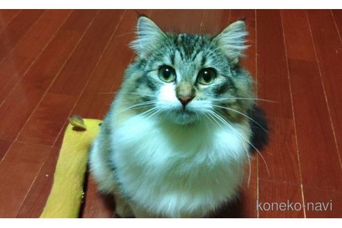 レミーちゃん1枚目