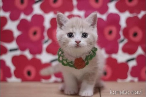 成約済の東京都のブリティッシュショートヘア-103707の2枚目