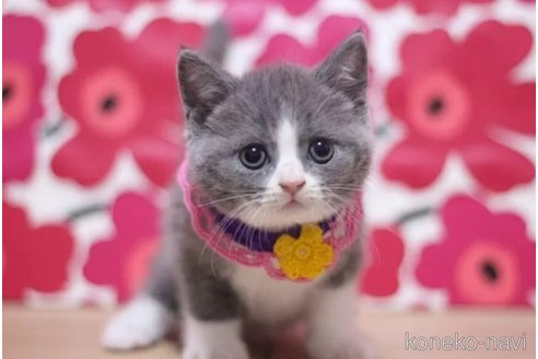 成約済の東京都のブリティッシュショートヘア-103710の6枚目