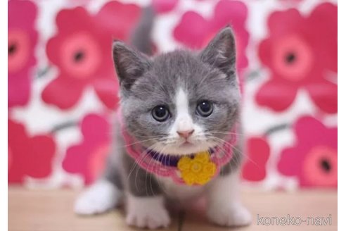 成約済の東京都のブリティッシュショートヘア-103710の2枚目