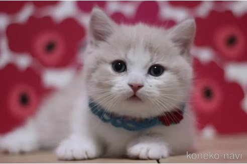 成約済の東京都のマンチカン(短足)-103711の4枚目