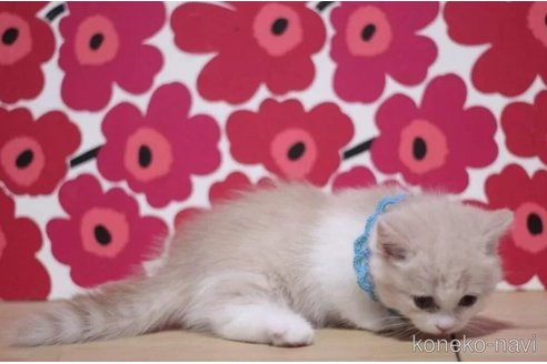 成約済の東京都のマンチカン(短足)-103711の5枚目