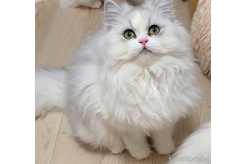 why whyちゃん1枚目