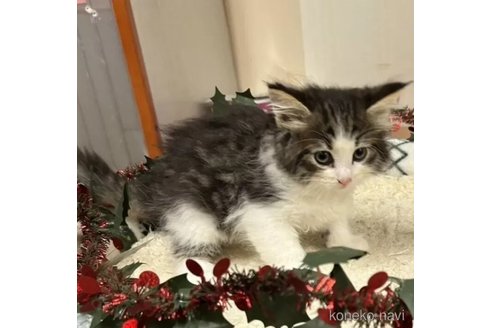 成約済の北海道のノルウェージャンフォレストキャット-103723の3枚目