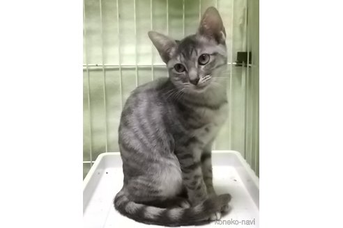 成約済の愛知県のミックス-96910の1枚目